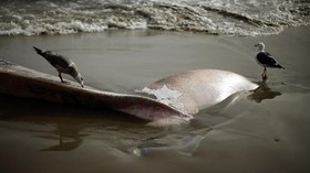 Paus Mati di Wakatobi Makan Sampah 5,9 Kilogram