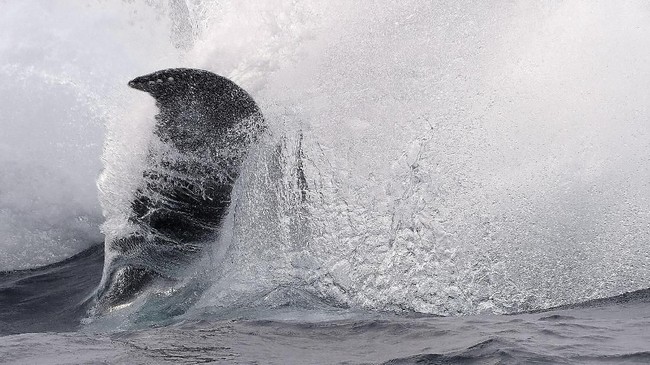 Ikan paus bisa berubah bentuk ditemukan di lepas pantai Monterey Bay, California, Amerika Serikat.