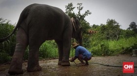 Hidup Berdampingan dengan Gajah di Resor Mewah