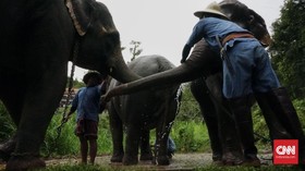 FOTO: Lebih Dekat dengan Gajah