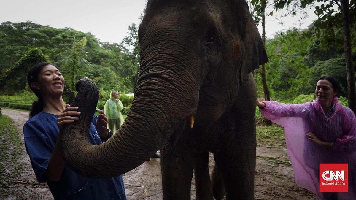 FOTO: Lebih Dekat dengan Gajah