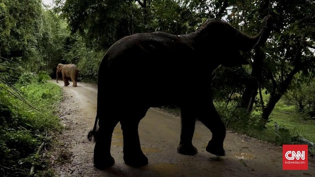 FOTO: Lebih Dekat dengan Gajah