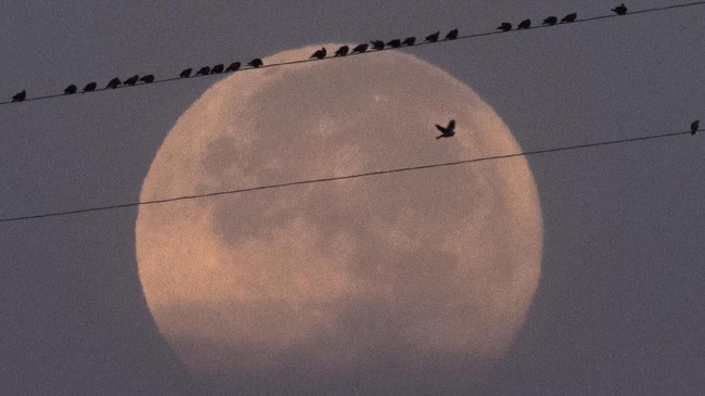 Bulan purnama 'Worm Moon' datang di seluruh Indonesia saat Gerhana Bulan Penumbra cuma bisa dinikmati di wilayah timur. Simak makna istilahnya.