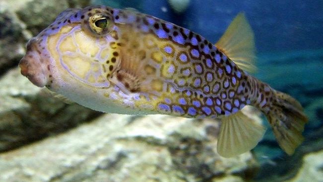 Waspada! Ini Daftar 4 Ikan Beracun Asal Indonesia yang Bisa Sebabkan Kelumpuhan
