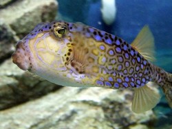 Waspada! Ini Daftar 4 Ikan Beracun Asal Indonesia yang Bisa Sebabkan Kelumpuhan
