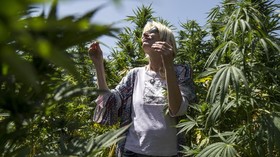 6 Hal yang Perlu Diketahui Soal Wisata Ganja di Belanda