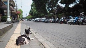 Pasangan Australia Carter Jet Pribadi Rp463 Juta Boyong Anjing Bali