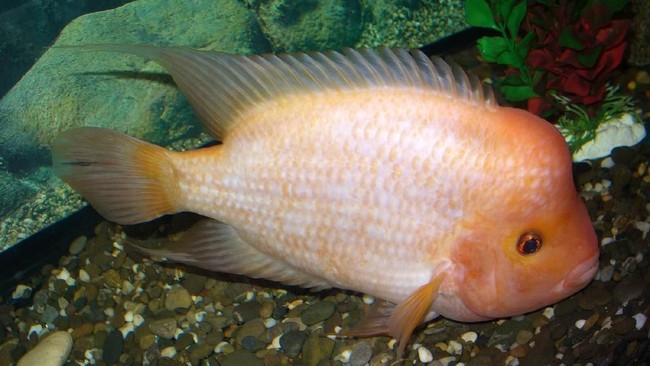 Ikan iblis merah disebut berkategori omnivora-karnivora yang menghabiskan semua penghuni ekosistem perairan mulai dari moluska hingga ikan lainnya.