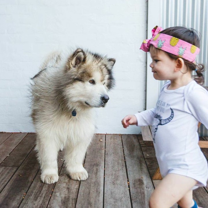 <div>Lihat deh, Utah yang mau difoto eh malah Banksii nggak sengaja lakukan 'photo bomb'. (Foto: Instagram @malamutecalledutah)</div>