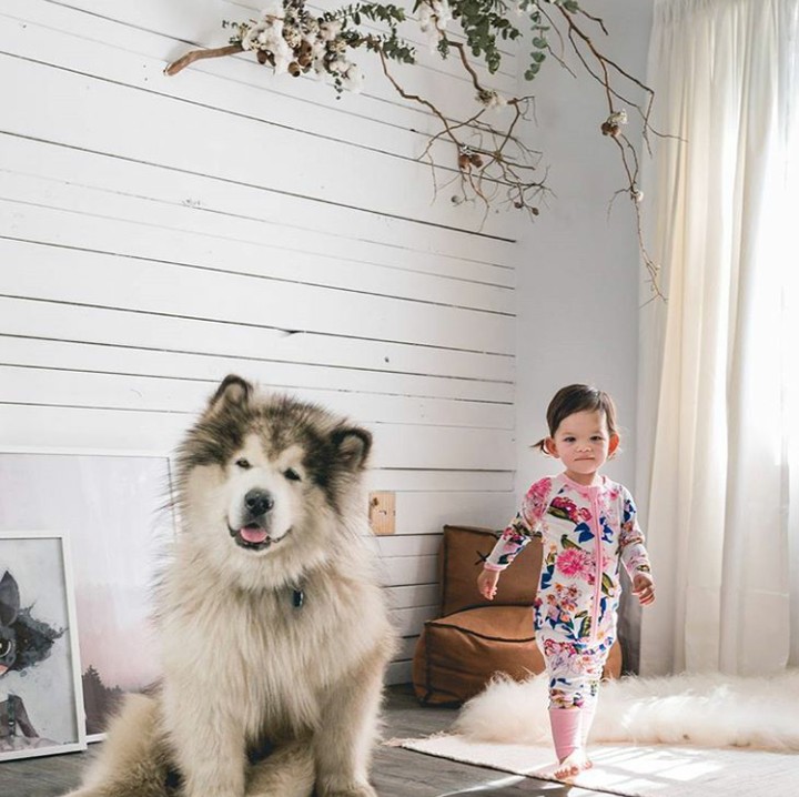 <div>Keduanya berteman sejak Banksii masih bayi. (Foto: Instagram @malamutecalledutah)</div>