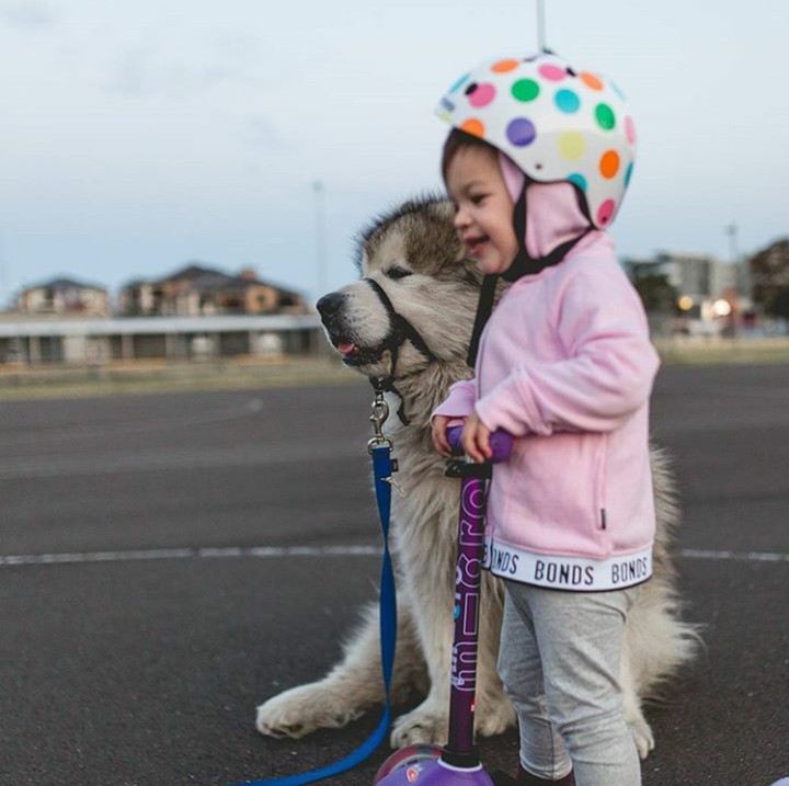 <div>Utah juga setia menemani Banksii bermain scooter lho. (Foto: Instagram @malamutecalledutah)</div>