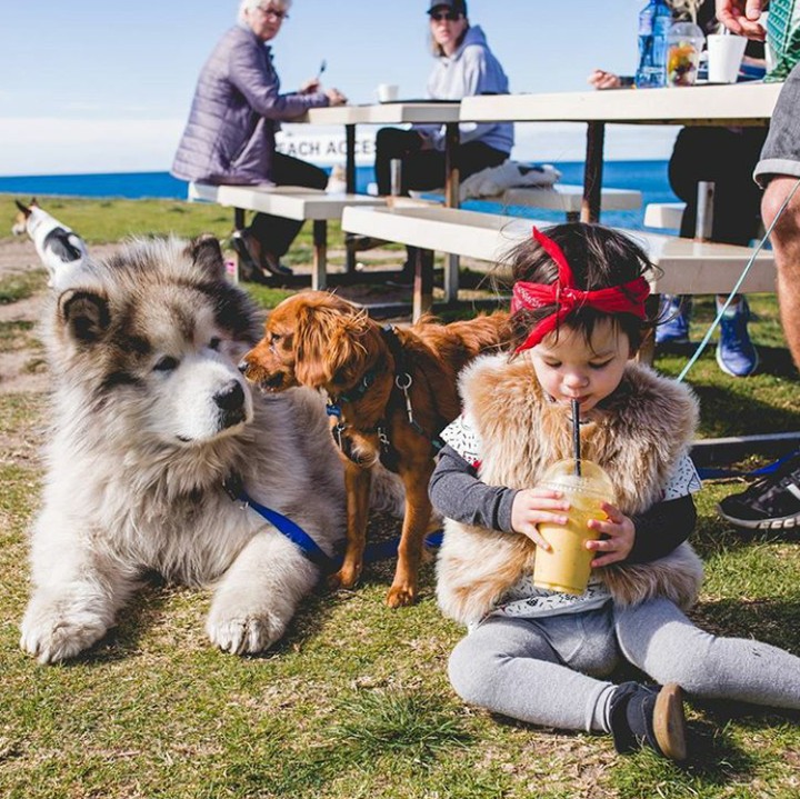 <div>Sedang piknik bersama nih. (Foto: Instagram @malamutecalledutah)</div>