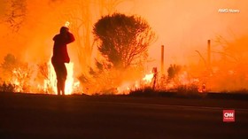 VIDEO: Aksi Selamatkan Kelinci dari Kebakaran California