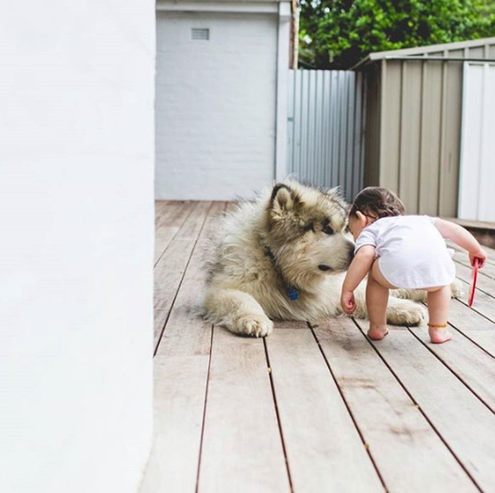 <div>Kiss! Gemas banget ngelihat Banksii kasih Utah kecup sayang. (Foto: Instagram @malamutecalledutah)</div>