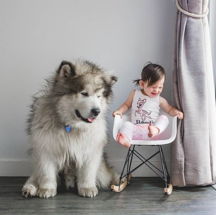 <div>Kompak banget Utah sama Banksii. Kira-kira mereka lagi lihat apa ya?  (Foto: Instagram @malamutecalledutah)</div>