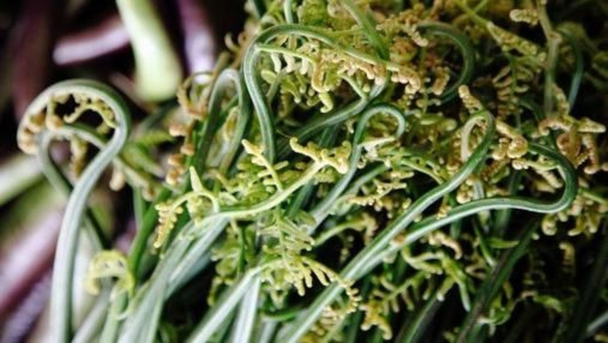 5 Efek Samping Makan Sayur Pakis yang Perlu Diwaspadai