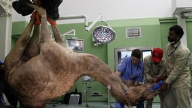 FOTO: Saat Unta Berobat ke Dokter