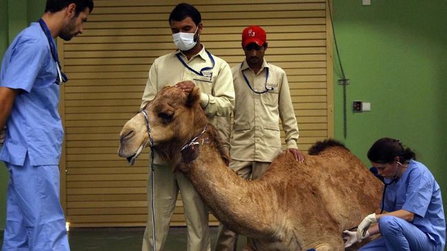 Flu unta sebenarnya bukanlah jenis penyakit baru. Flu unta sendiri disebut juga sebagai Middle East Respiration Syndrome Coronavirus (Mers-Cov).