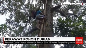 Profesi Unik Perawat Pohon Durian Rela Bertaruh Nyawa