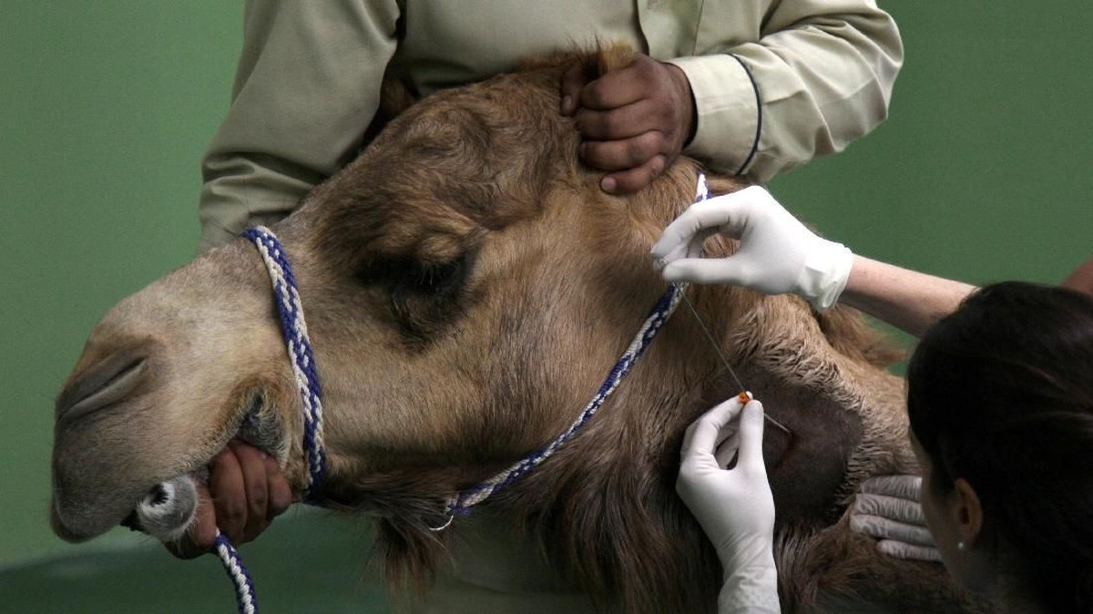 FOTO: Saat Unta Berobat ke Dokter