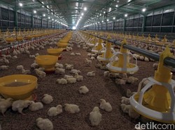 Guru Besar IPB Ungkap Pentingnya Modernisasi Industri Perunggasan RI