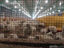 Emiten Ternak CPIN Rogoh Belanja Modal Rp 2,5 T, 50% buat Rumah Potong