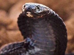 6 Fakta King Cobra yang Gigitannya Tewaskan Aji Sioux Ular Indonesia