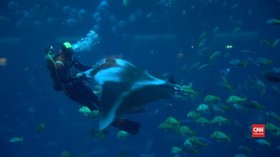 VIDEO: Berwisata di Dunia Laut nan Cantik di Singapura