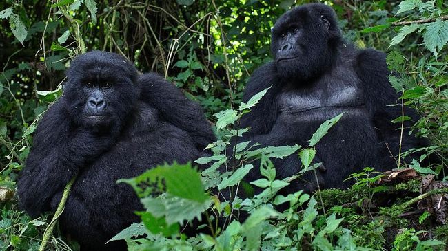 Tak hanya musim liburan, akhir tahun juga menjadi “musim kawin” bagi Ichi, spesies gorila yang paling gagah di hutan Afrika.