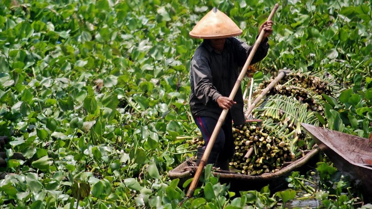 FOTO: Cara Kreatif 'Olah' Eceng Gondok Rawa Pening