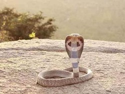 Langkah-langkah Pertolongan Pertama saat Digigit Ular King Cobra