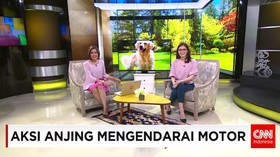 Aksi Anjing Mengendarai Motor