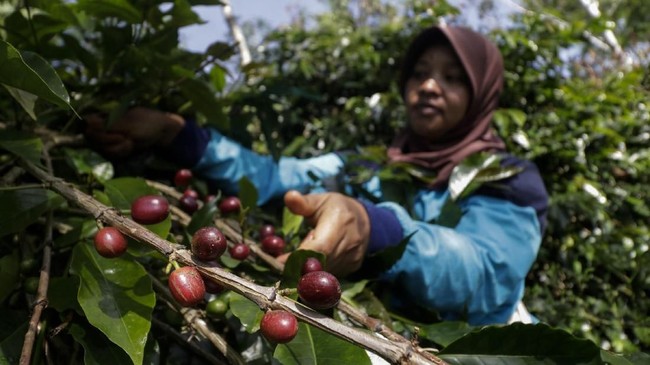 Presiden Jokowi ingin ekspor pertanian Indonesia tidak lagi produk mentah mentah, tapi fokus pada produk hilirisasi, termasuk kopi.