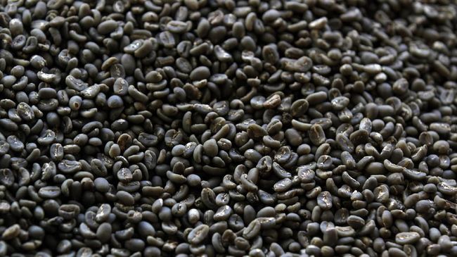 Kopi asal Aceh, Arabika Gayo, jadi nomor satu dalam daftar kopi terbaik di Asia versi Taste Atlas.