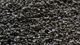 Alami Surplus Dagang, Nilai Ekspor Kopi Tembus Rp18 Triliun