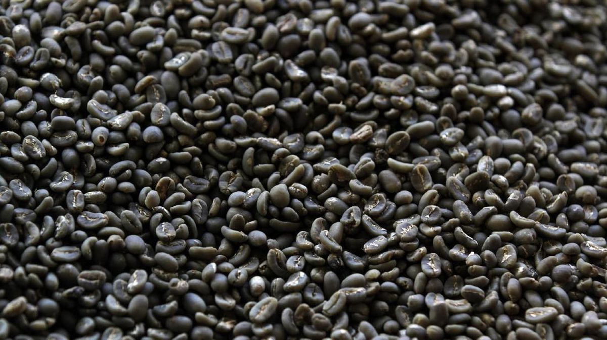 Kopi Gayo Aceh Jadi Nomor 1 Terbaik di Asia, Ke-5 di Dunia