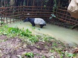 Tapir Dewasa Terperosok Dalam Parit di Inhil