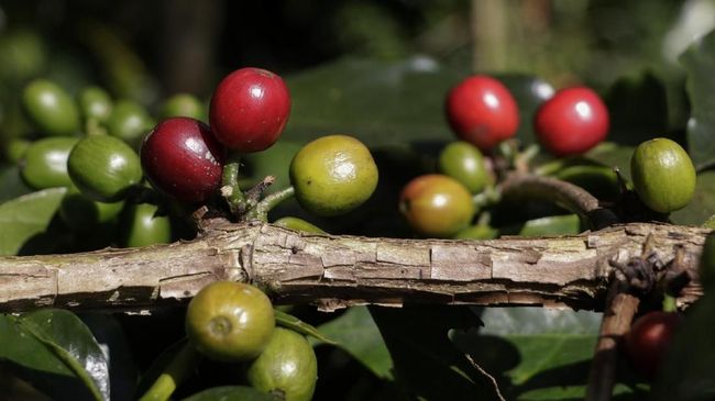 Provinsi Bengkulu sedang mengembangkan kawasan agrowisata kebun kopi seluas 50 hektare, yang disertai bonus pemandangan Bukit Kaba.