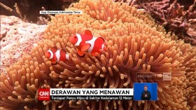 VIDEO: Keindahan Ragam Biota Laut Derawan