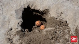 Pencurian Telur Ditekan, Populasi Maleo Naik di Sulteng