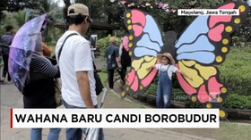 VIDEO: Kupu-kupu Raksasa Hiasi Candi Borobudur