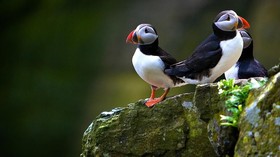 Kawanan Porg 'Star Wars' Ternyata Hidup di Irlandia