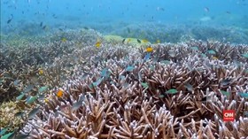 VIDEO: Keindahan Bawah Laut Kepulauan Selayar