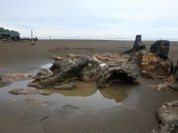 Bikin Heboh, Batu Malin Kundang Sempat Hilang Tenggelam