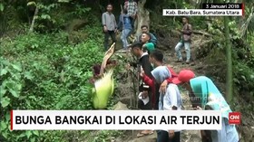 VIDEO: Bunga Bangkai Pikat Wisatawan