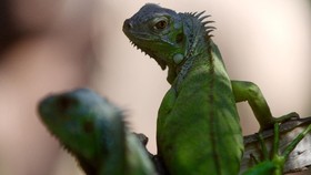 Cuaca Ekstrem, Iguana Berjatuhan di Florida