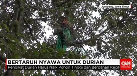 Profesi Pengikat Durian
