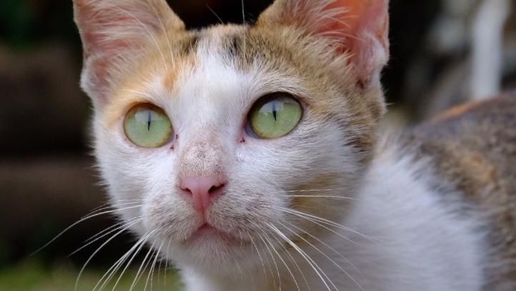 ilustrasi kucing