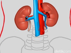 Modifikasi Genetik Babi Demi Kesuksesan Transplantasi Ginjal ke Manusia