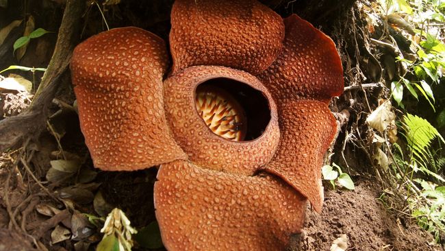 Beda Rafflesia Arnoldii Dan Bunga Bangkai